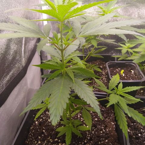 V1d4 L0K4 growlog timeline photo