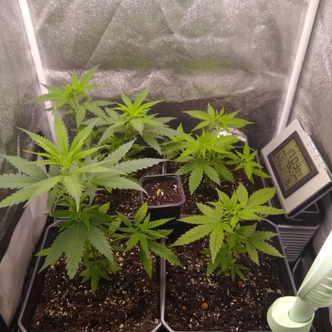 Yoda growlog timeline photo