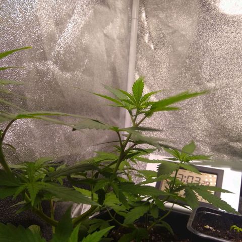 Yoda growlog timeline photo