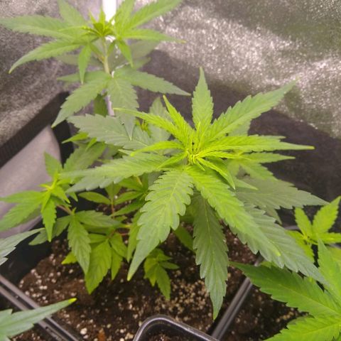 Yoda growlog timeline photo