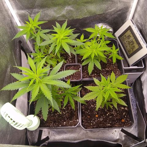 Astrid growlog timeline photo