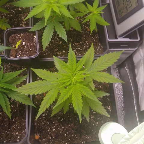Astrid growlog timeline photo