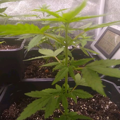 Astrid growlog timeline photo