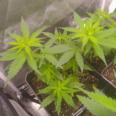 Melissa growlog timeline photo