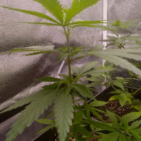 V1d4 L0K4 growlog timeline photo