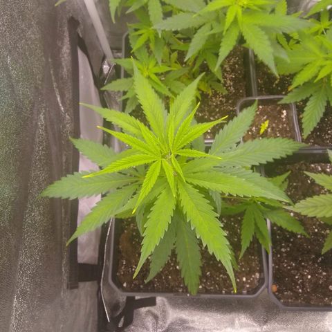V1d4 L0K4 growlog timeline photo