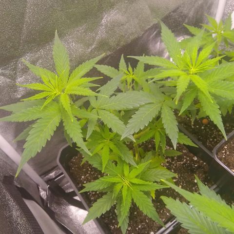 Yoda growlog timeline photo