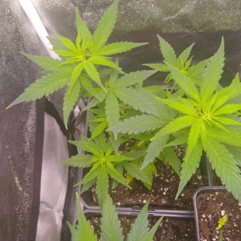Yoda growlog timeline photo