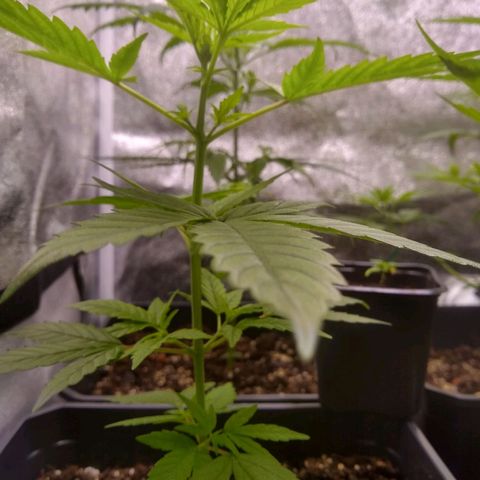 Astrid growlog timeline photo