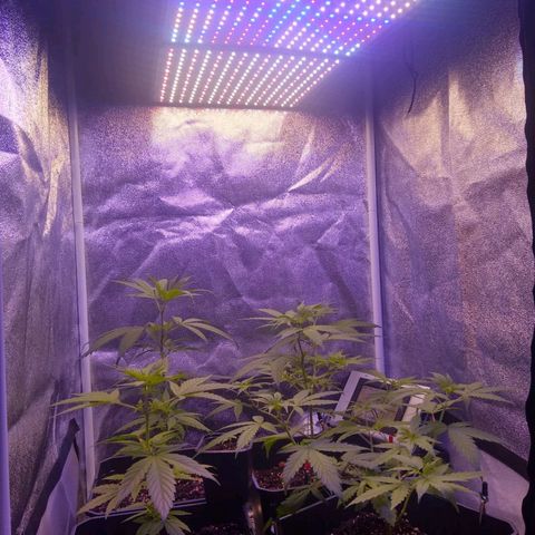 Astrid growlog timeline photo