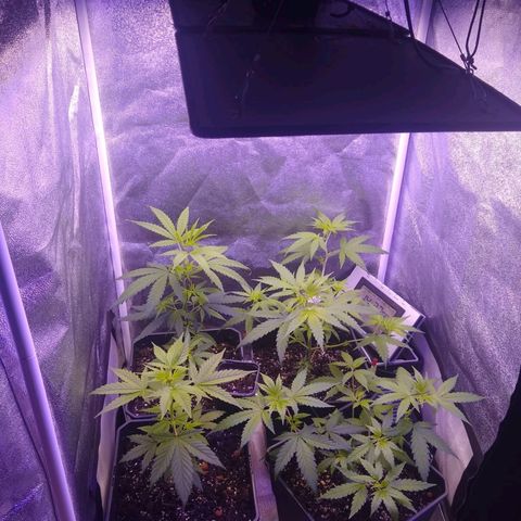 Astrid growlog timeline photo
