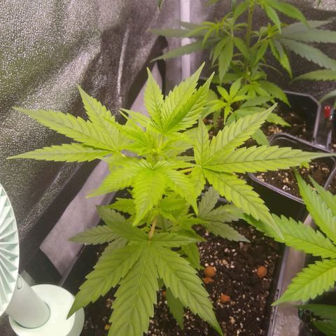 Astrid growlog timeline photo