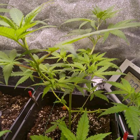 Melissa growlog timeline photo