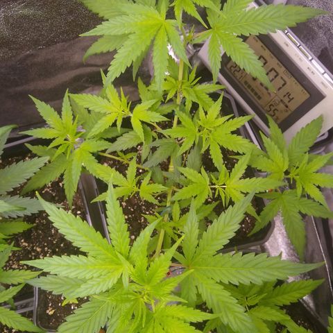 Melissa growlog timeline photo