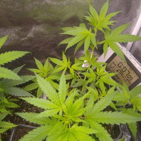Melissa growlog timeline photo