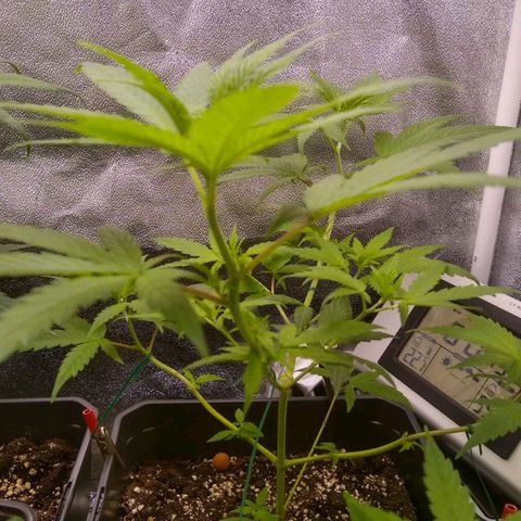 Melissa growlog timeline photo