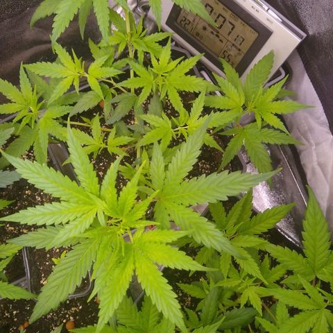 Melissa growlog timeline photo