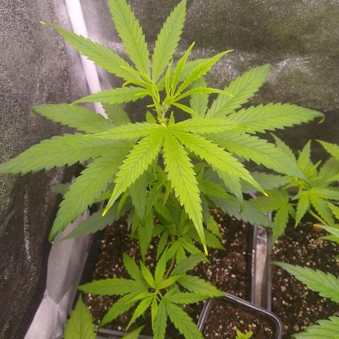 V1d4 L0K4 growlog timeline photo