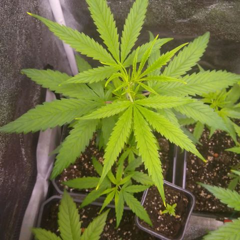 V1d4 L0K4 growlog timeline photo