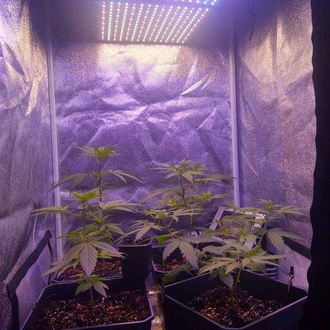 V1d4 L0K4 growlog timeline photo