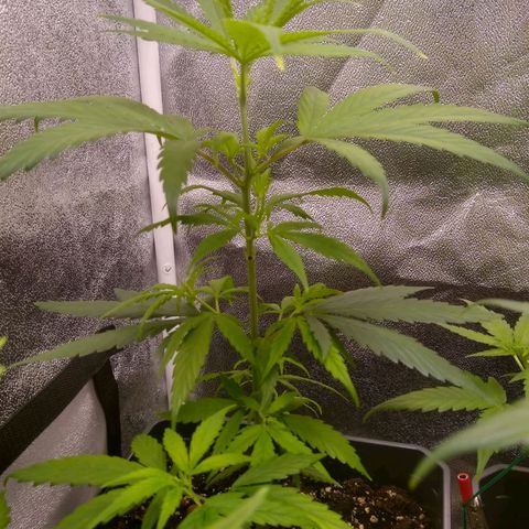 V1d4 L0K4 growlog timeline photo
