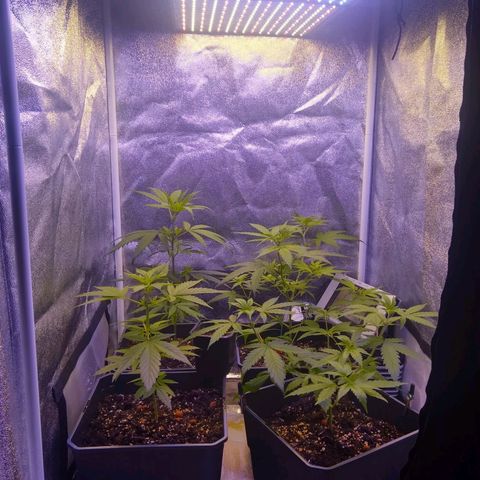 Yoda growlog timeline photo