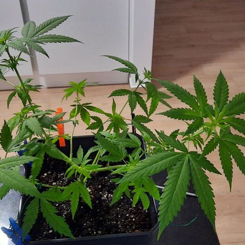 Melissa growlog photo: Poda de limpeza.