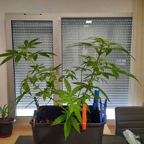 Melissa growlog photo: Poda de limpeza.