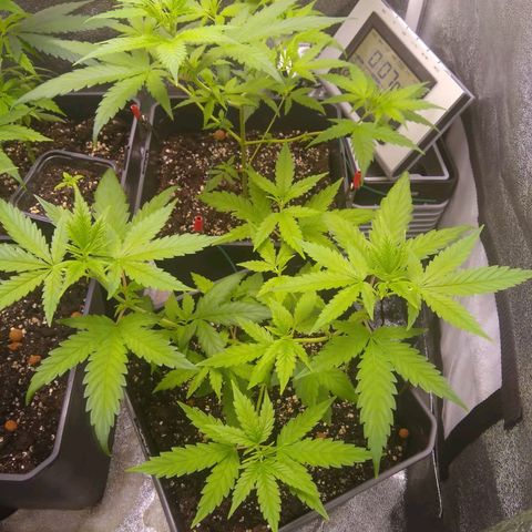 Yoda growlog timeline photo