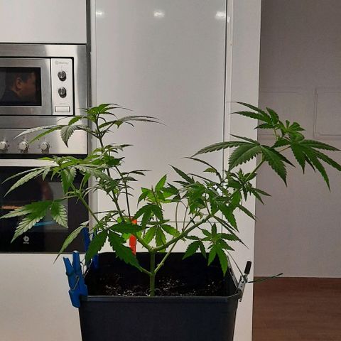 Melissa growlog photo: Poda de limpeza.