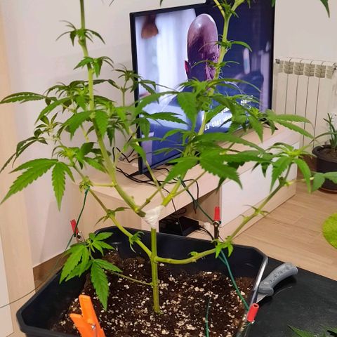 Yoda growlog timeline photo