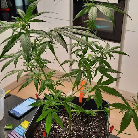 Yoda growlog timeline photo