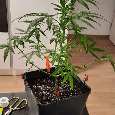 Yoda growlog timeline photo