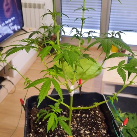 Yoda growlog timeline photo