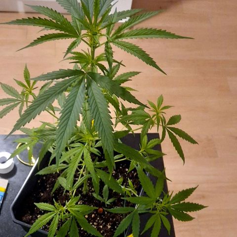 V1d4 L0K4 growlog timeline photo