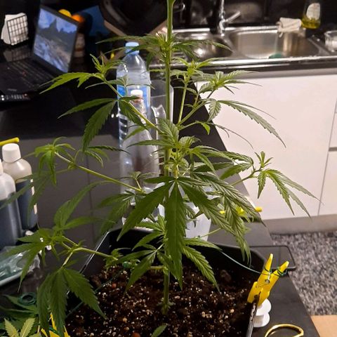 V1d4 L0K4 growlog timeline photo
