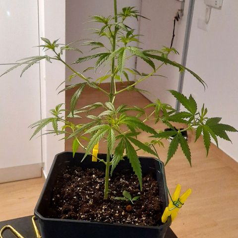 V1d4 L0K4 growlog timeline photo