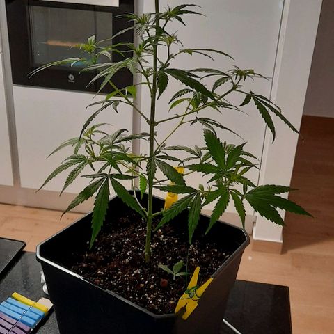V1d4 L0K4 growlog timeline photo