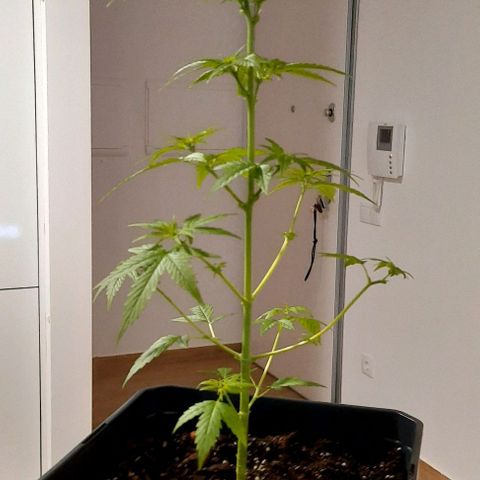 Astrid growlog timeline photo