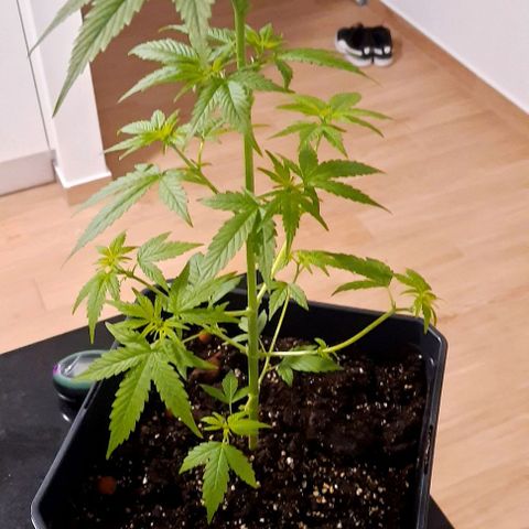 Astrid growlog timeline photo