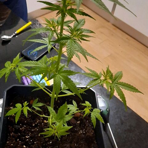Astrid growlog timeline photo