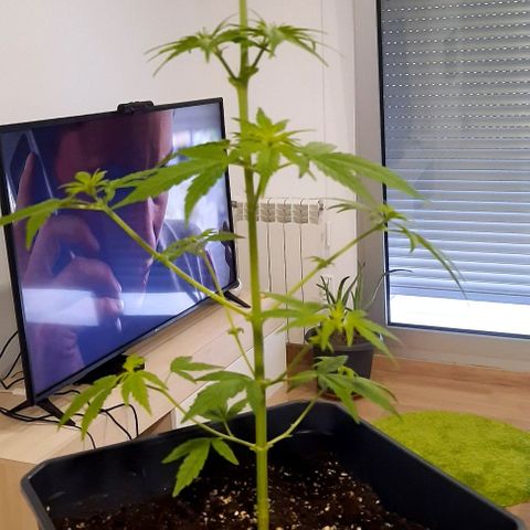 Astrid growlog timeline photo