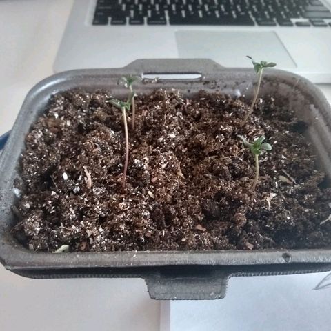 Astrid growlog timeline photo