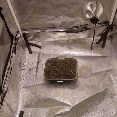 Melissa growlog timeline photo