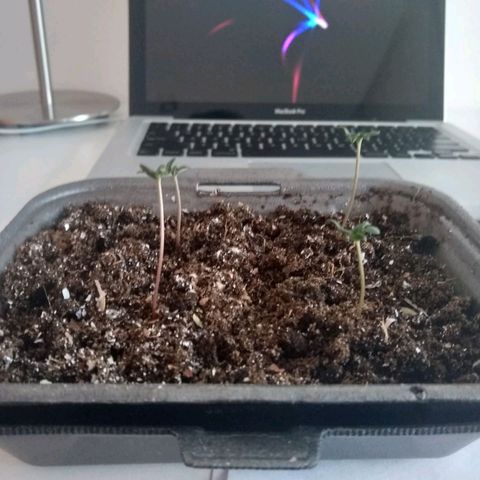 V1d4 L0K4 growlog timeline photo