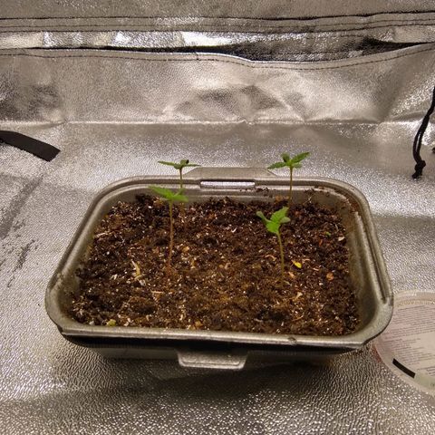 Yoda growlog timeline photo