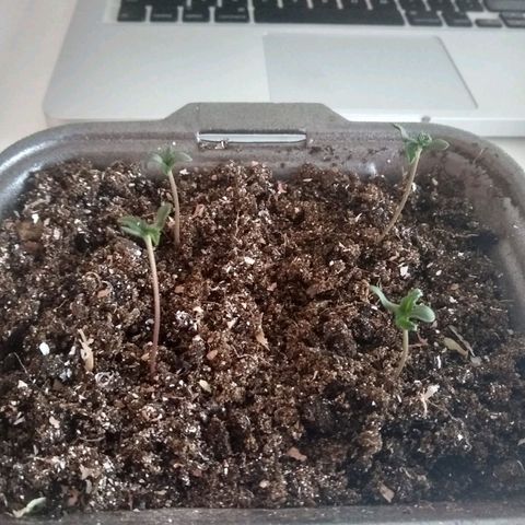 Yoda growlog timeline photo
