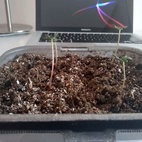 Yoda growlog timeline photo