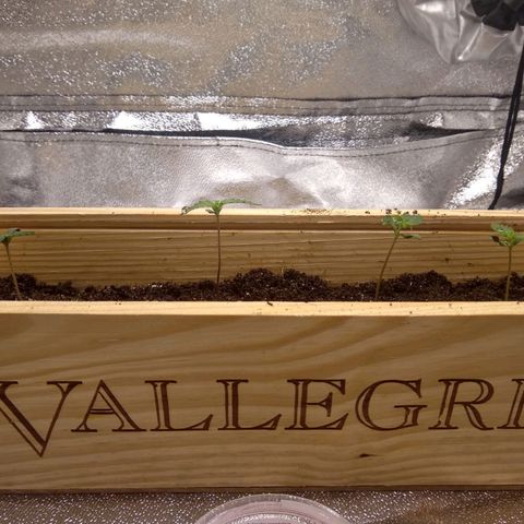 Astrid growlog timeline photo