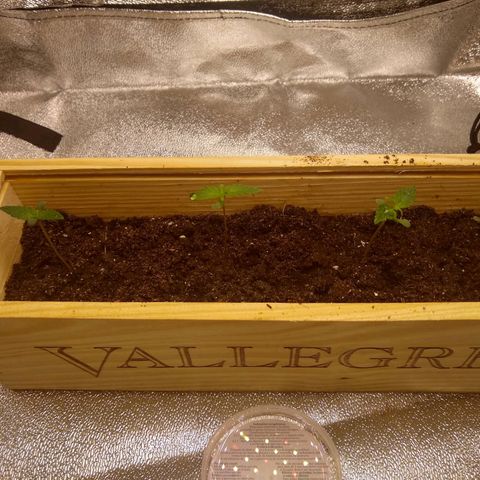 Astrid growlog timeline photo